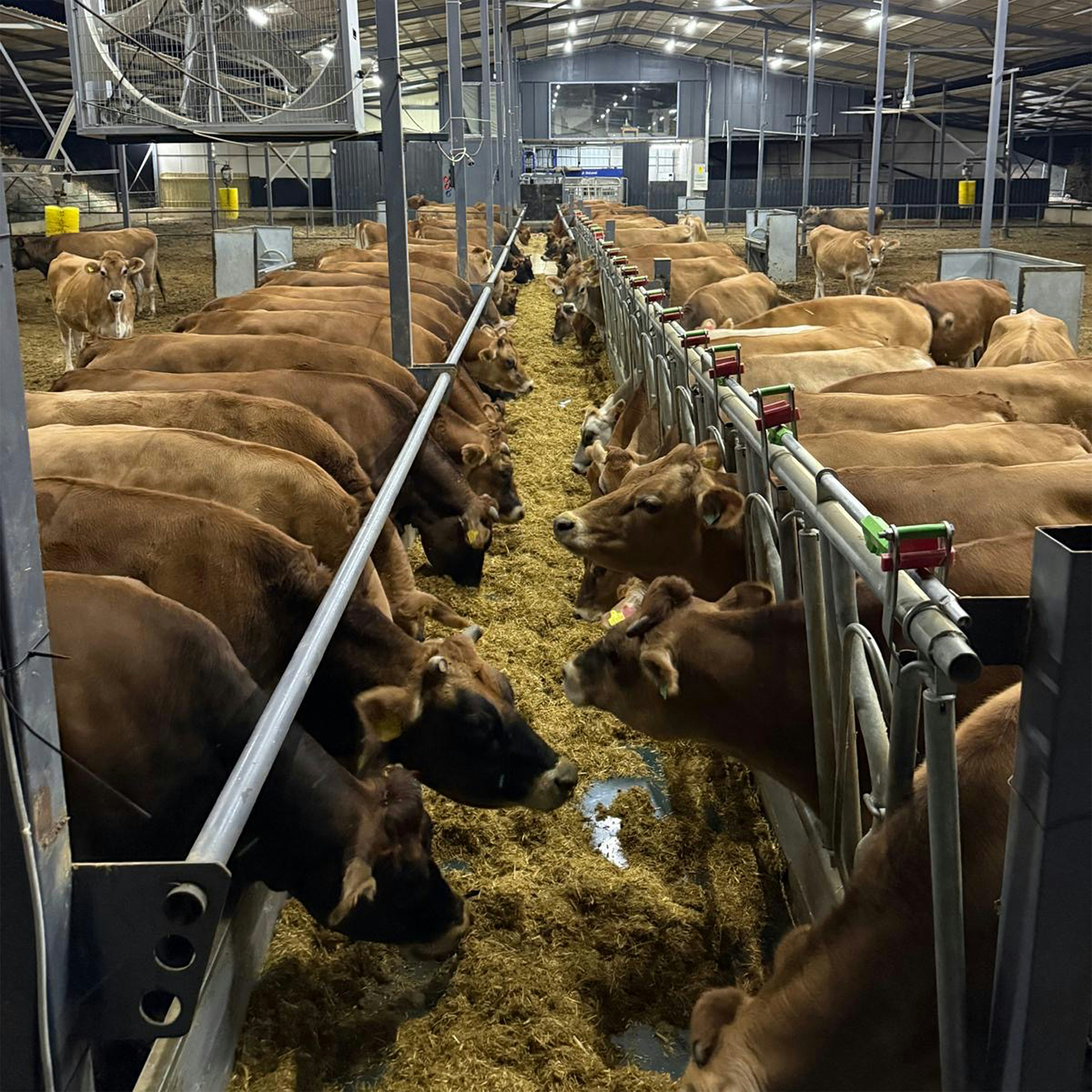 Livestock